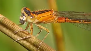 Scarce Blue-tailed Damselfly (aurantiaca) in close up