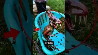 Top 3 Ugliest Animals You Won&rsquo;t Believe Exist 😳