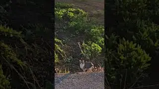😻🐾,Gatit@ Adorables y Perezos@,65, La Casa de los Gatos,😻🐾,Pobl&eacute; Nou. #baraliperegrino #baralicat