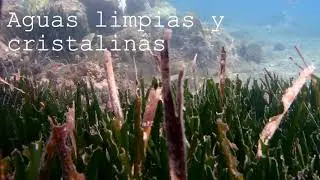 ¿Qué hace Posidonia por nosotros? - Universidad de Almería #NIGHTspain