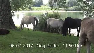 Bison Baai, 2017. Galloway Runderen en Konikpaarden.