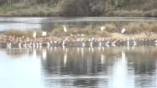 Arcata Marsh