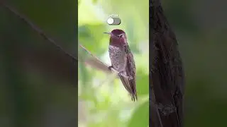 Before and After of A Hummingbird Photo From My Front Yard