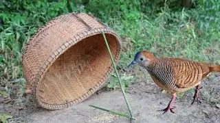 Traditional bird trap using bamboo basket#trapmaking #easytrap #trapteam