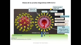 SARS-CoV-2: 200.000 PCR después...