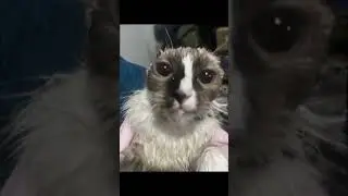 Wake The F*** Up! #cat #motivation