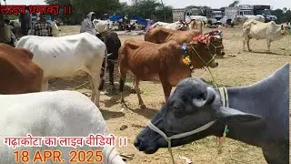 18 Apr. 2025 ka new Live video #gadakota #pashu #market #mp #cow #murrah #farm #india #jabalpur 🤫🙏