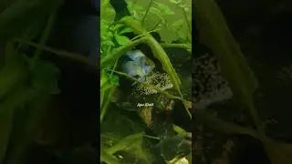 Electric blue ram laying eggs //#aquaworld1020 #rambreeding #blueramfish #electricblueram #reels