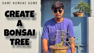 Create a Bonsai Tree | Malpigiha Bonsai | Sani Bonsai Zone 