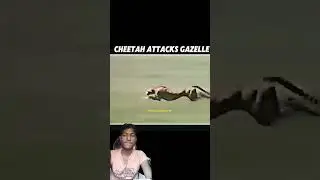 #memes #funny #animals #cat #trendingshorts #comedyvideo #respect #viralvideo #shortvideo#lion #cute