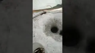 Как поймать живца.