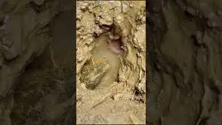 Best Eel catching 2021 / Best Eel fishing 2021