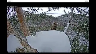 08.02.2026. Камычи. Второй орлан в гостях. 