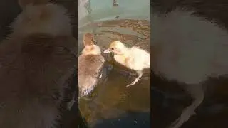 #duck#ducklings#bathing#nature#freedom#animals#northern Kazakhsatn#anchor#plumbio#dog#rurik