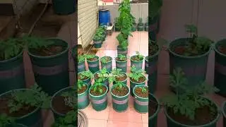 4737 🍃🌷🏵🥝🧅 #LifeOnTheFarm #chef #healthy #DownOnTheFarm #foodie
