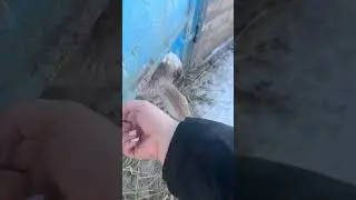Goat rescued after getting head stuck in barn door in Stavropol Krai, Russia