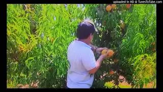 Tom&aacute;s Burbano - Rica la ca&ntilde;a - HQ