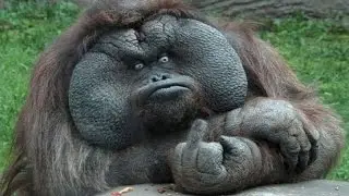 FUNNY ANIMALS COMPILATION 😂🙈 BEST OF THE YEAR 2016 NEW - Funny Animal Videos Ever