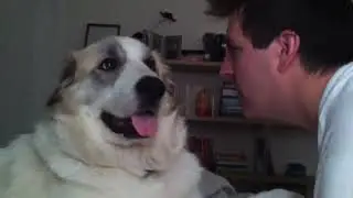 Dog punches owner | Meme