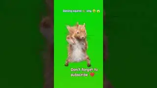 dancing squirrel 🐿️ on english mood 😜#dancing #squirrel #shortsvideo #funny