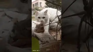 Chitti Billi Angora white cat#shorts