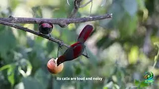 Red-tailed Laughingthrush#wildlife#natural #Birds#China