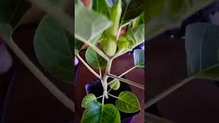 Growing Datura Stramonium