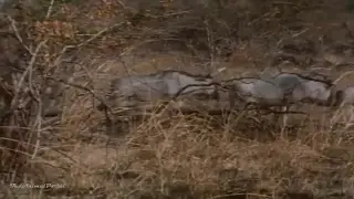 An African Odyssey - National Geographic