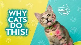 Why Are Cats So Weird? 7 Strange Cat Habits Explained!
