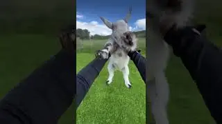 Adorable Goat Goes For a Spin!