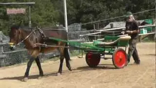 addestramento mulo a carrozza