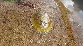 How fast does a limpet move?