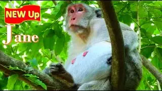 New Baby of Jane monkey mother not sure Male or Female monkey