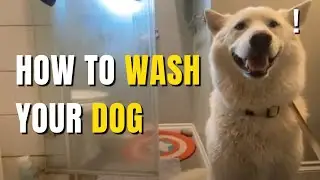 How to Wash Your Dog At Your House