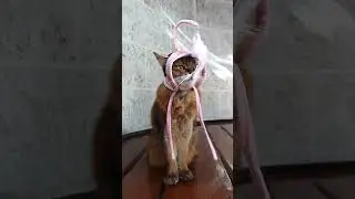 Summer's Cat Toy Hat: The Amazon Fail That Has Everyone Laughing #shorts