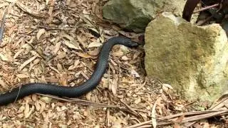 Hunter Valley Zoo Nulkaba - by Grasshopper Travel