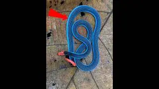 Deadly Blue Coral Snake 🐍💙