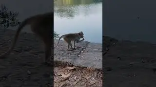 Monkey 465