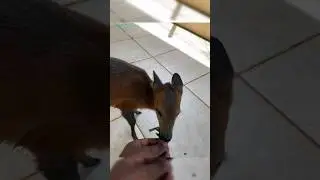 The Secret Life of Western Africa's Red-flanked Duiker🦌🌍🌿| Jungle Book #shorts #deer #wildlife