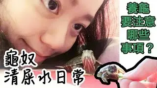 養澤／陸龜🐢需要注意什麼?｜【小龜成長日記】