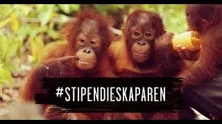 Save the Orangutan # stipendieskaparen