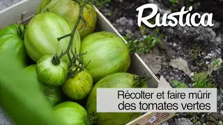 Récolter et faire mûrir les tomates vertes