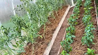Мульчирование теплицы !