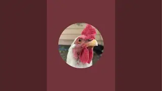5 RHODE ISLAND REDS 2 OLIVE EGGERS 2 ISA BROWNS 2 GOLDEN WYANDOTTES