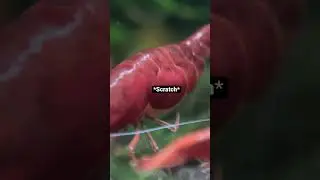 How many eggss??? 30 Thousand!!! #shorts #aquarium #shrimp #eggs #relaxing