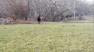 Mayana and Keepsake Running.
