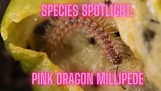 Species Spotlight: Desmoxytes planata (Pink Dragon Millipede)