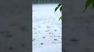 Rain Sounds for Instant Calm 🌧️