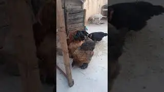 bayd labrahma 20 dh