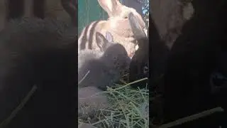 A bunnies instinct to run!